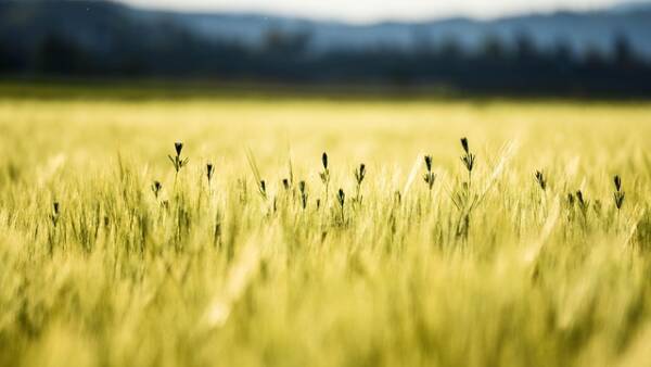 Image by Thomas Meyer from Pixabay